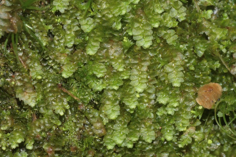 Calypogeia suecica