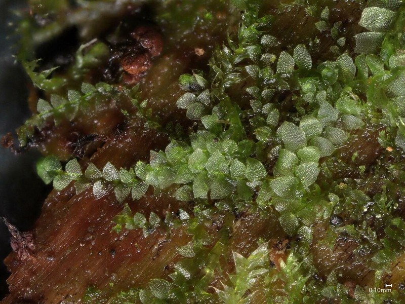 Calypogeia suecica photo 2