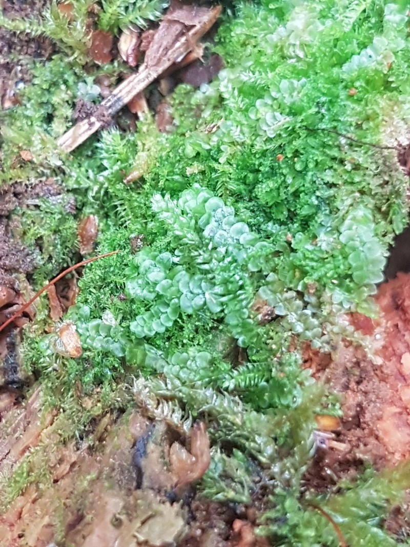 Calypogeia suecica photo 3