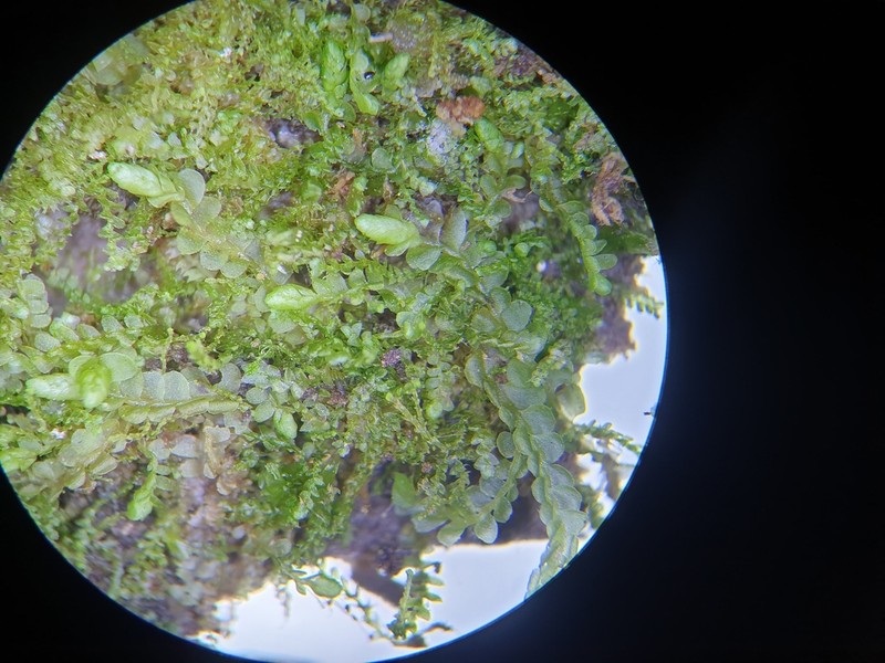 Calypogeia suecica photo 4