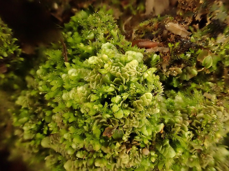Calypogeia suecica photo 6