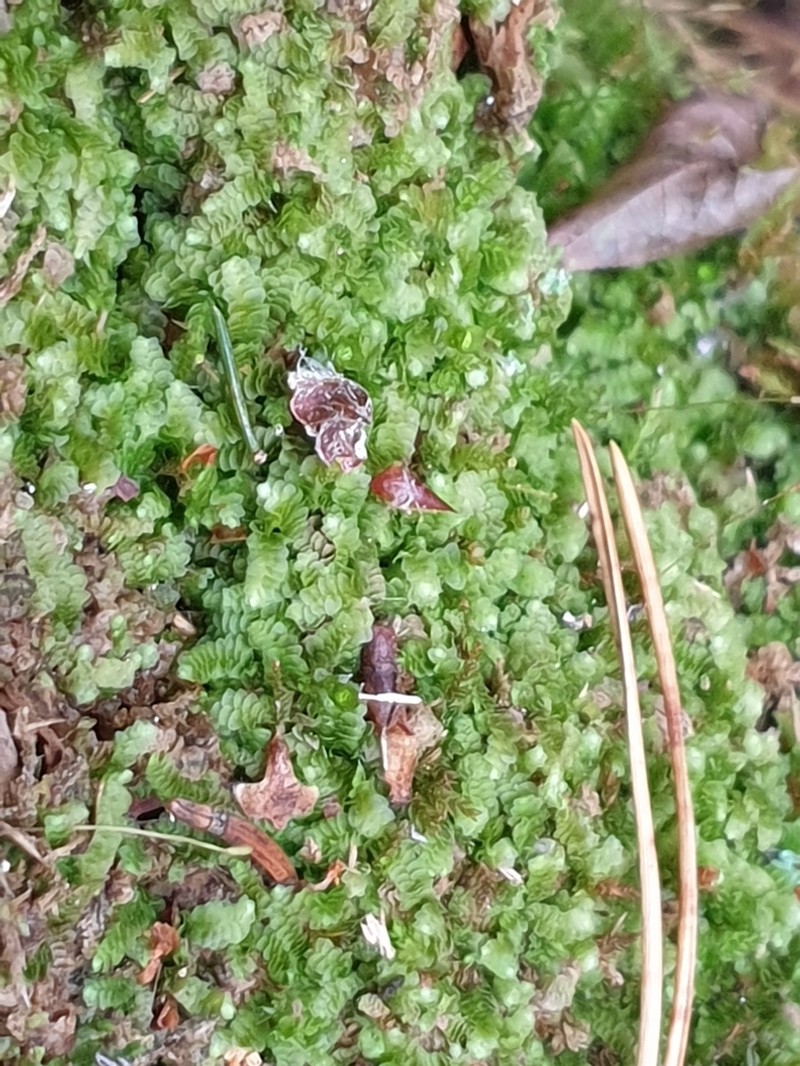 Calypogeia suecica photo 7