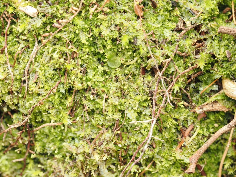 Calypogeia sullivantii