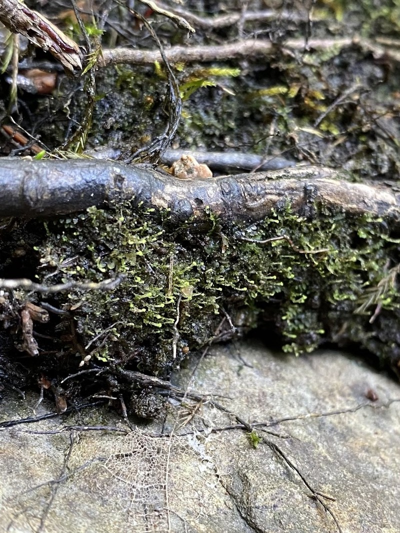 Calypogeia sullivantii photo 2