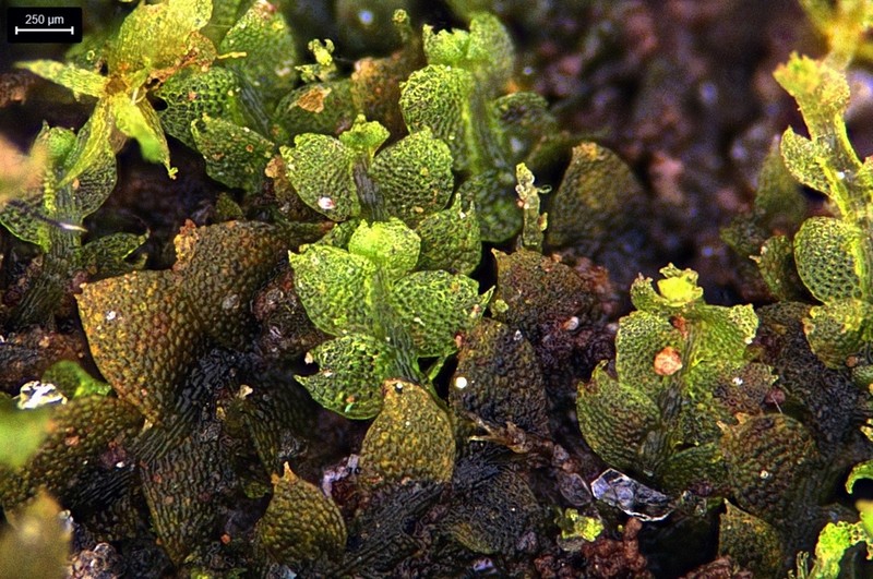 Calypogeia sullivantii photo 3