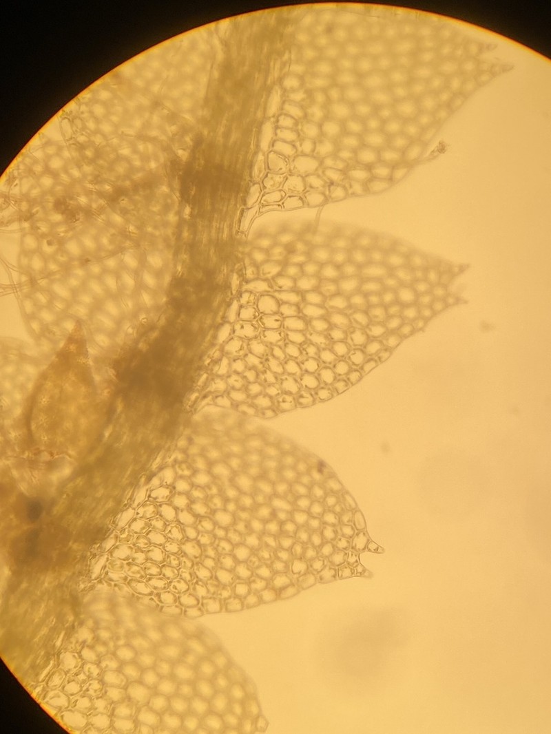 Calypogeia sullivantii photo 5