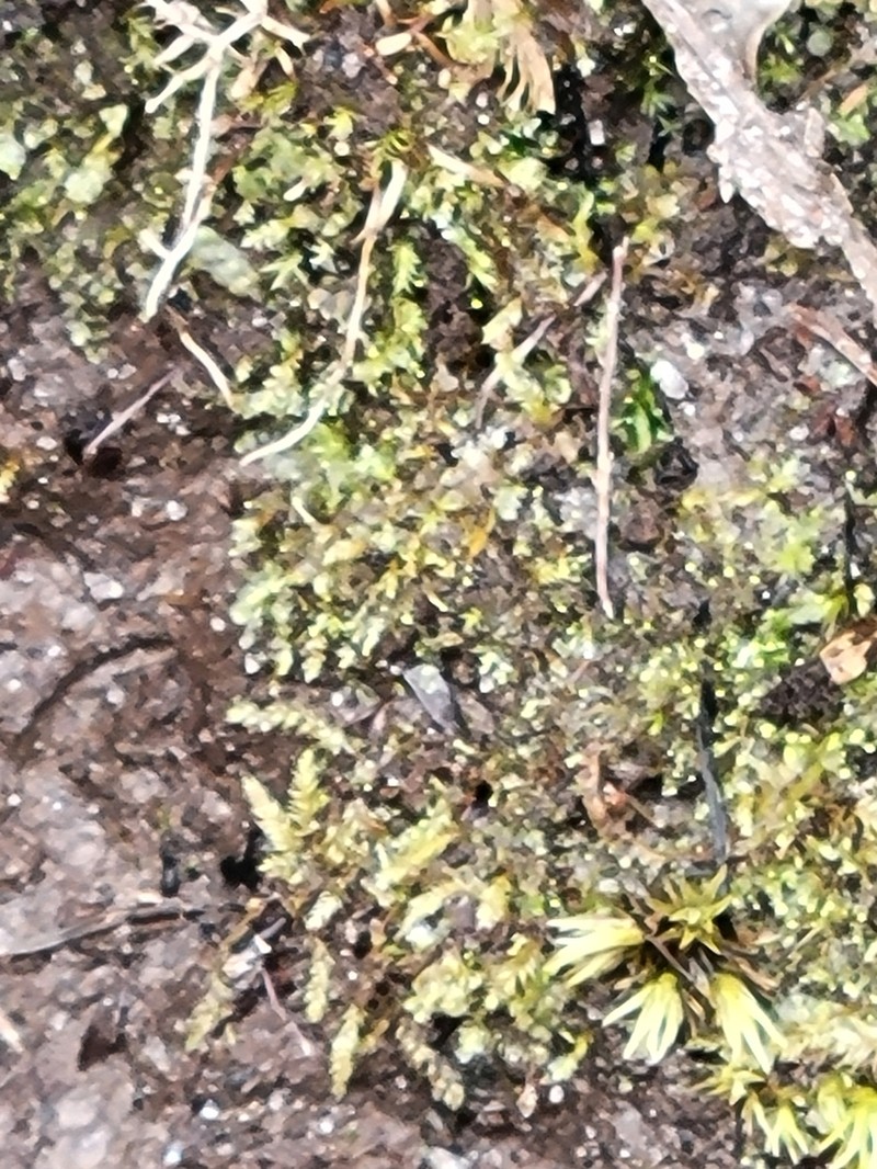 Calypogeia sullivantii photo 7