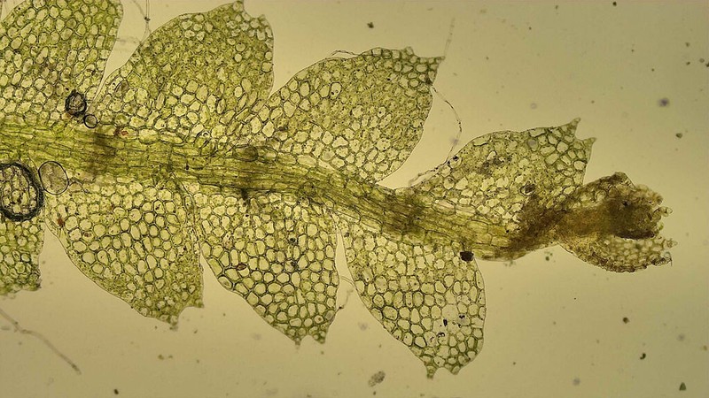 Calypogeia sullivantii photo 8