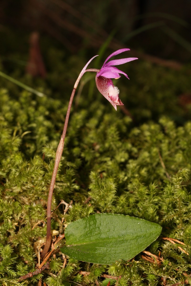 Fairy Slipper