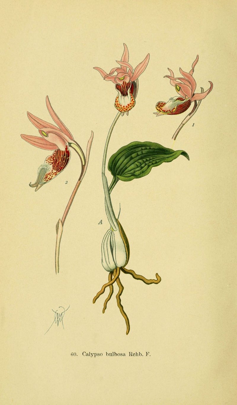 Fairy Slipper photo 2