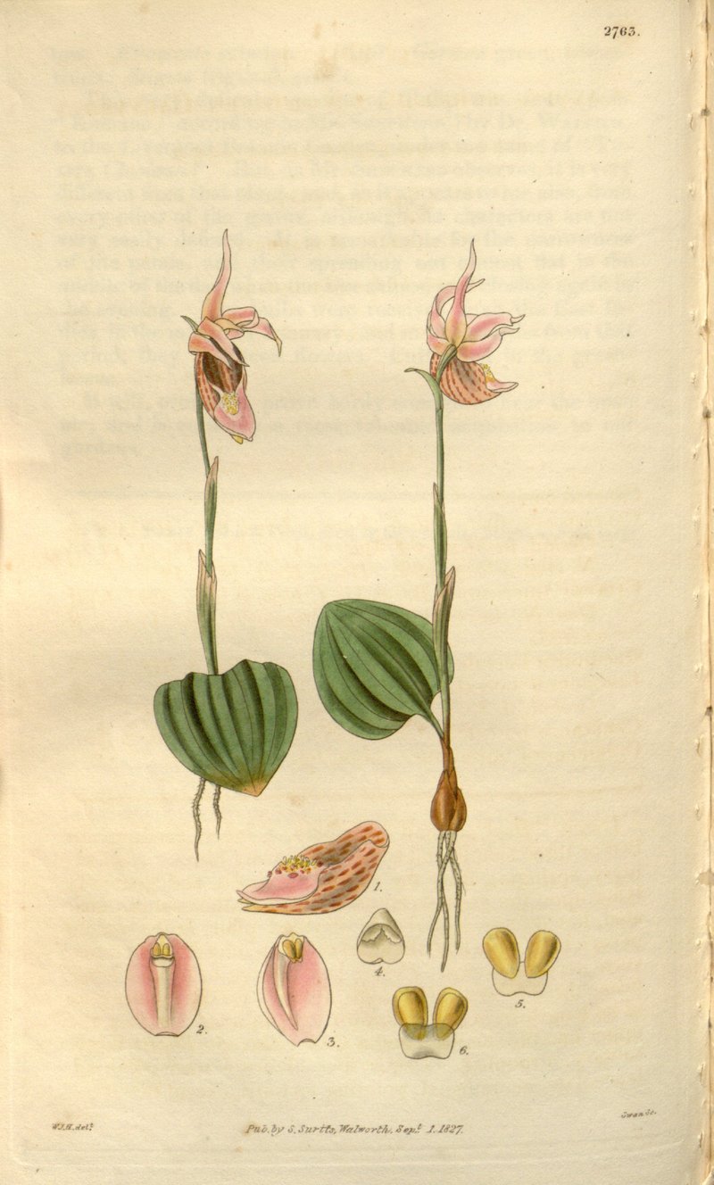 Fairy Slipper photo 3