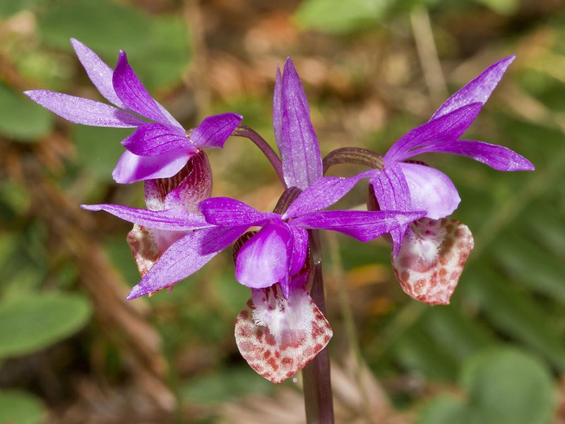 Fairy Slipper photo 4