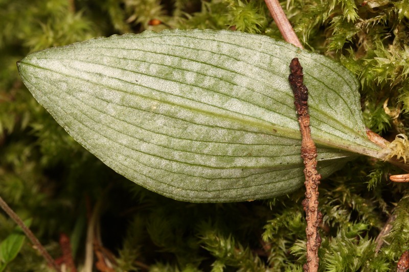 Fairy Slipper photo 6