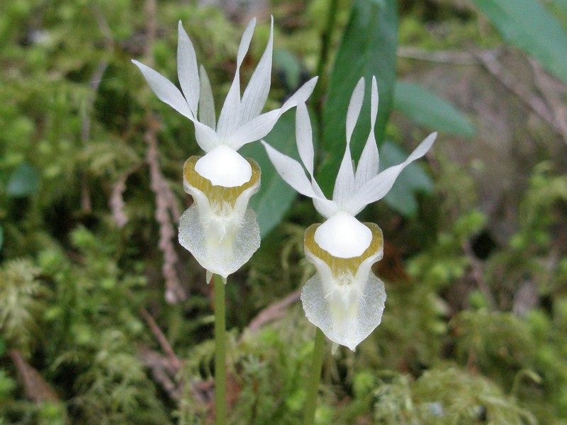 Fairy Slipper photo 7