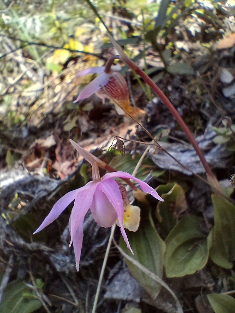 Calypso bulbosa var. americana