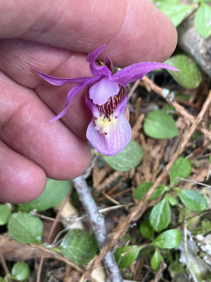 Calypso bulbosa var. americana photo 2