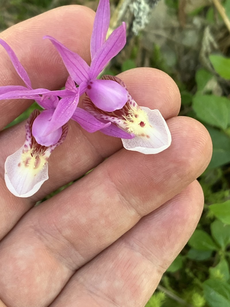 Calypso bulbosa var. americana photo 3