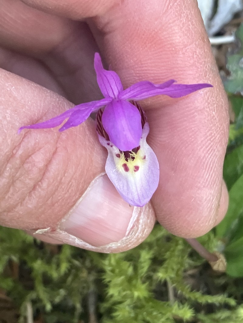 Calypso bulbosa var. americana photo 4