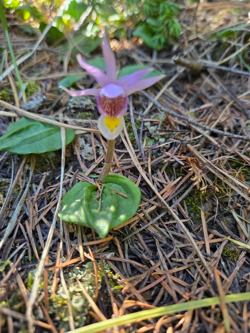 Calypso bulbosa var. americana photo 5