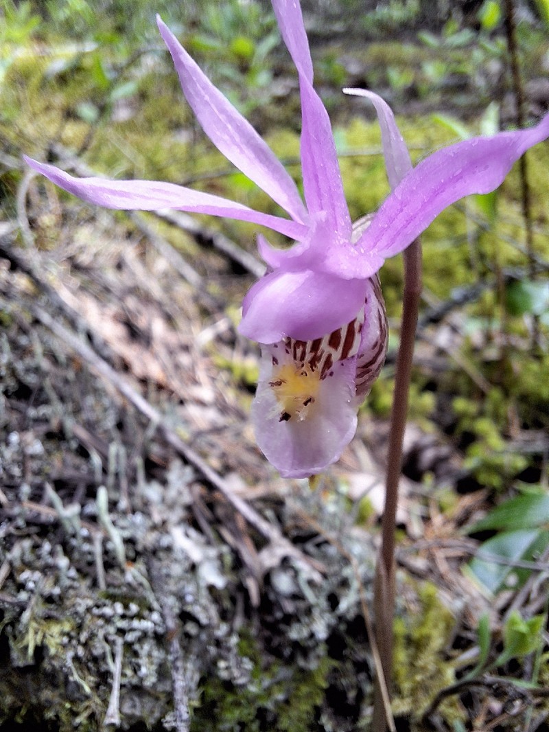 Calypso bulbosa var. americana photo 6