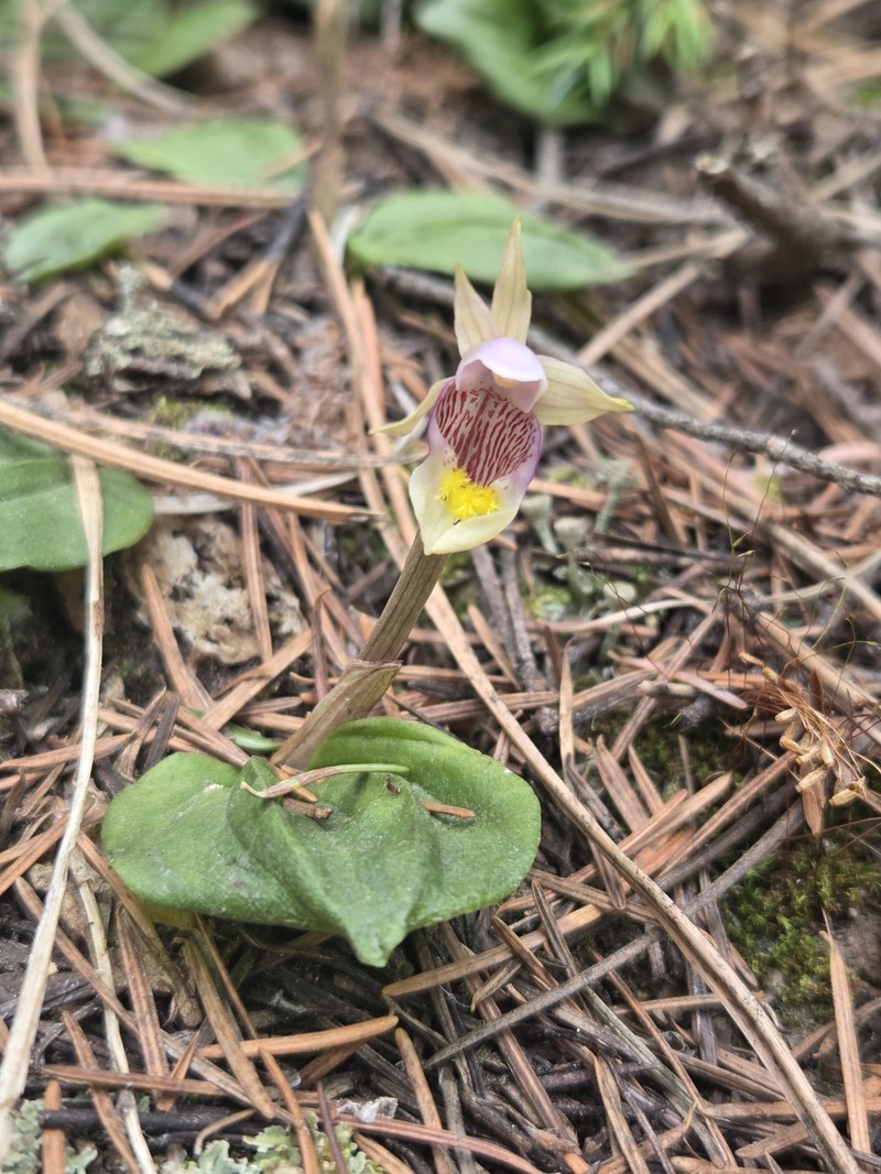Calypso bulbosa var. americana photo 7