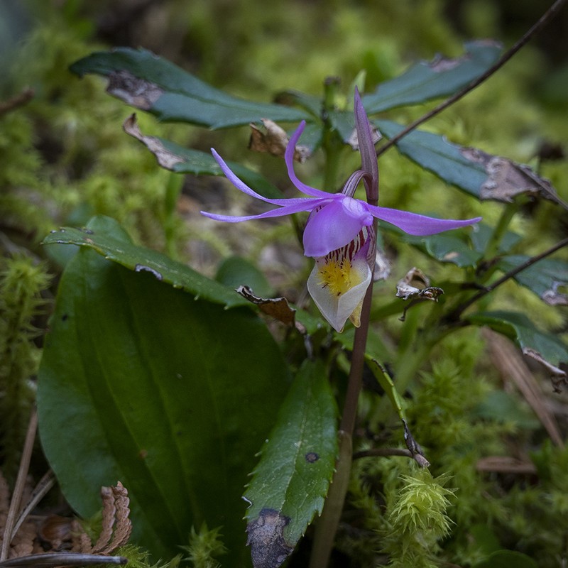 Calypso bulbosa var. americana photo 8