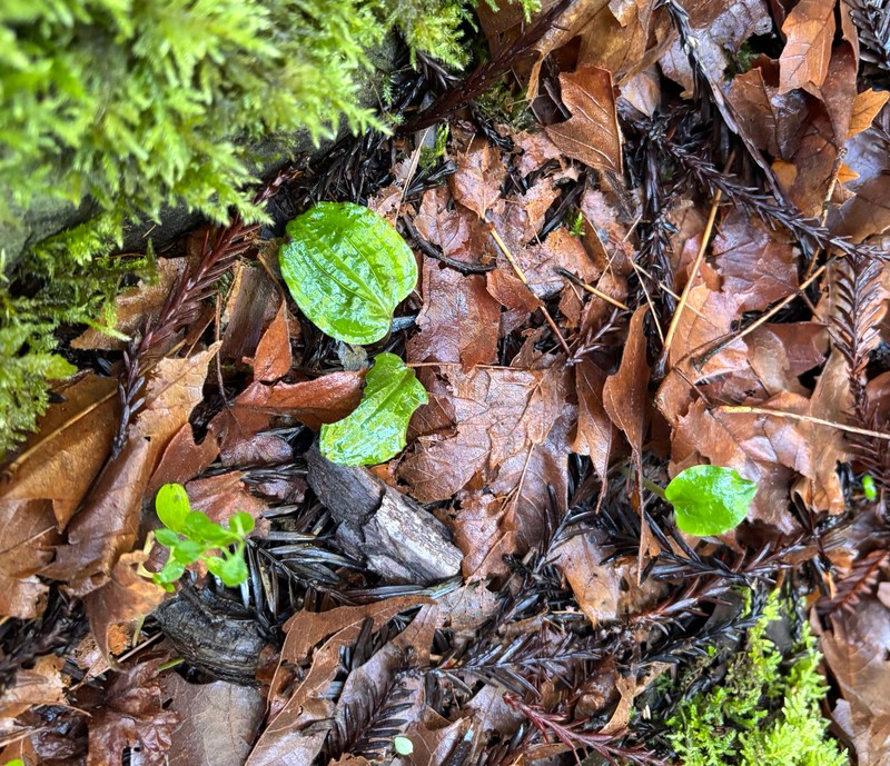 Calypso bulbosa var. occidentalis