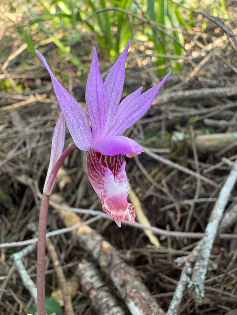 Calypso bulbosa var. occidentalis photo 2