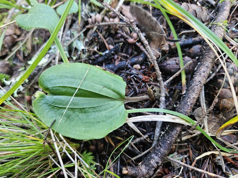 Calypso bulbosa var. occidentalis photo 3
