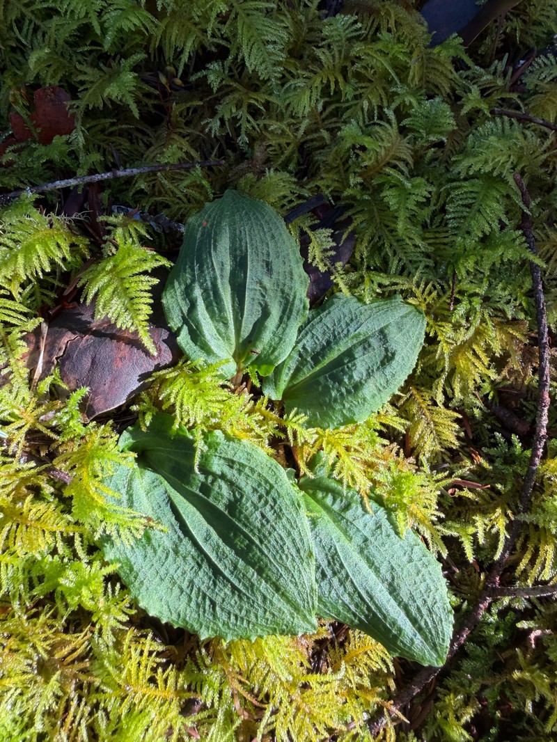 Calypso bulbosa var. occidentalis photo 4