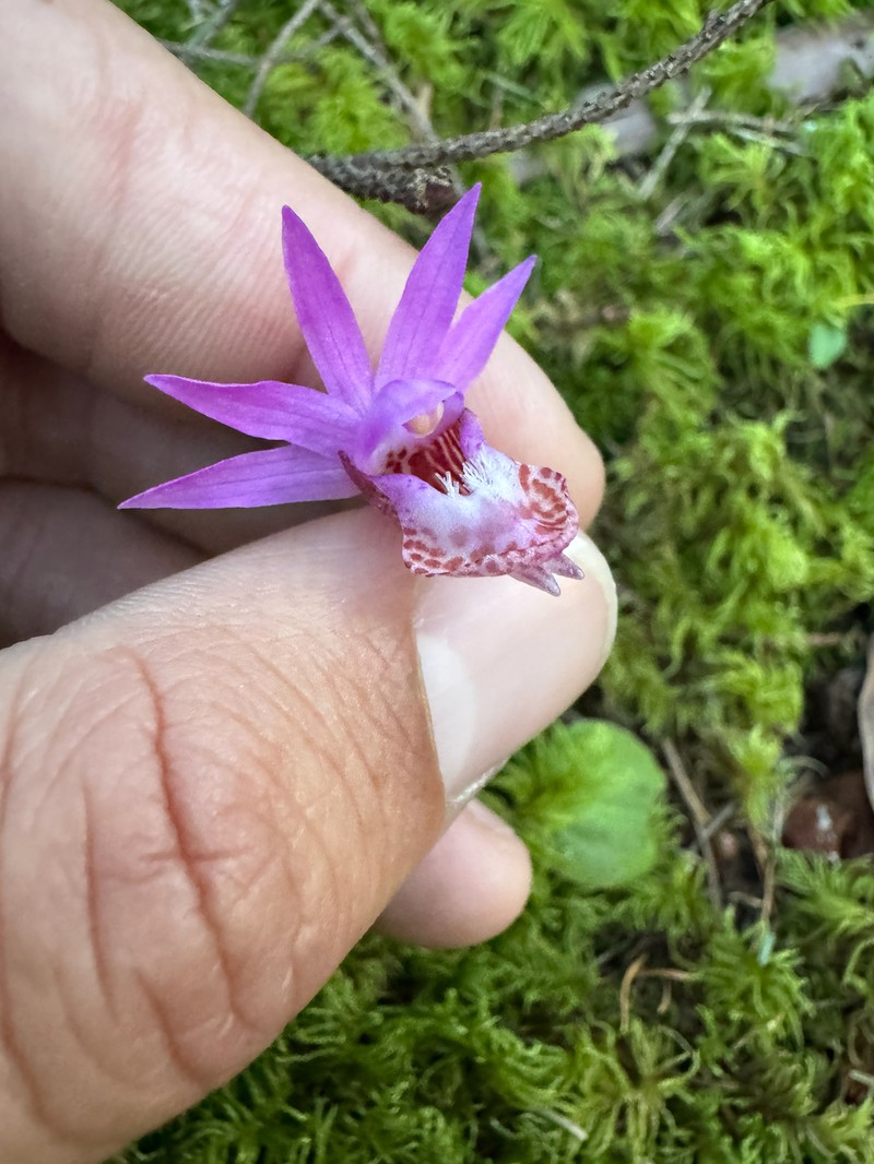 Calypso bulbosa var. occidentalis photo 5