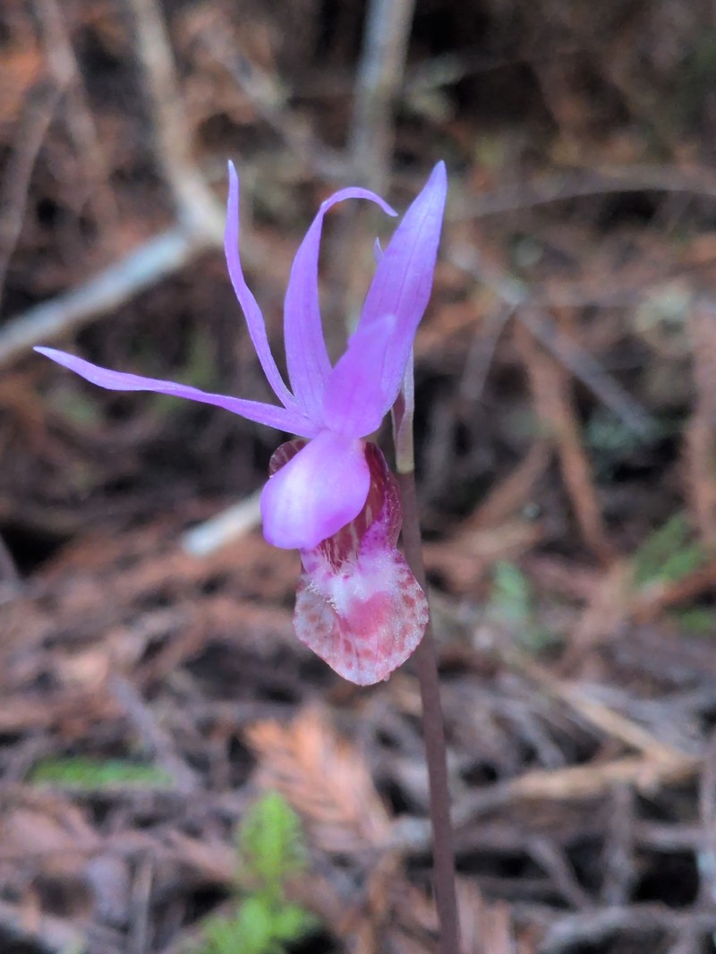 Calypso bulbosa var. occidentalis photo 6