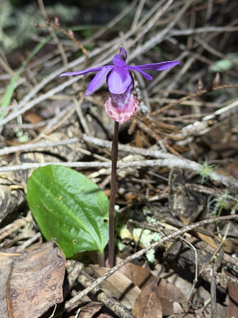 Calypso bulbosa var. occidentalis photo 7