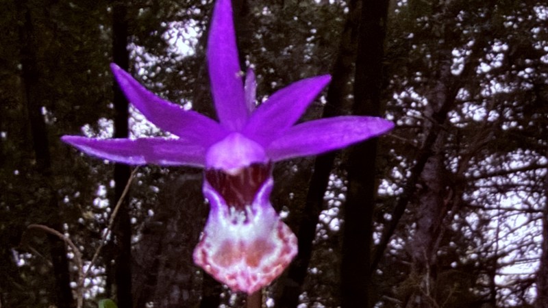 Calypso bulbosa var. occidentalis photo 8