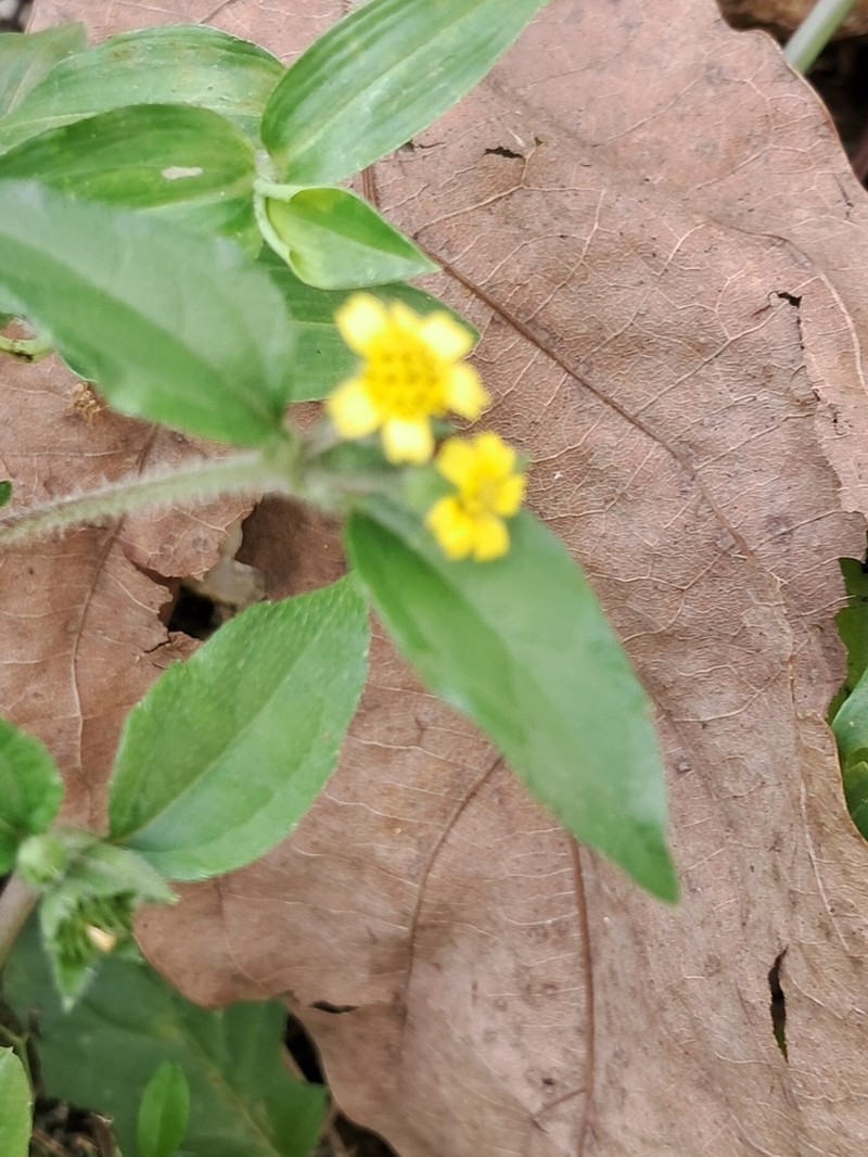 Calyptocarpus brasiliensis