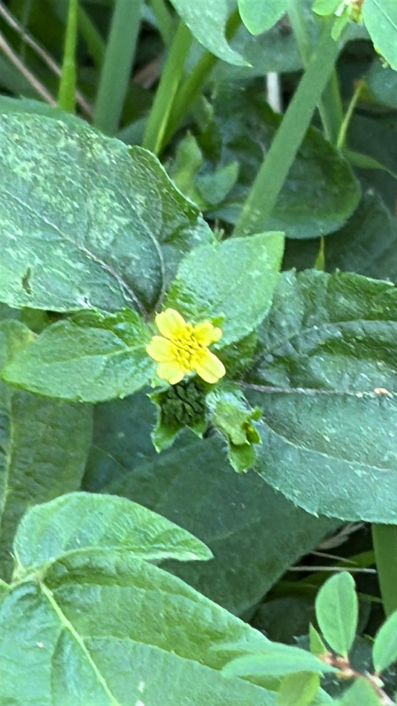 Calyptocarpus brasiliensis photo 2