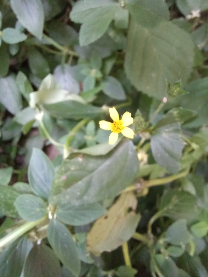 Calyptocarpus brasiliensis photo 3