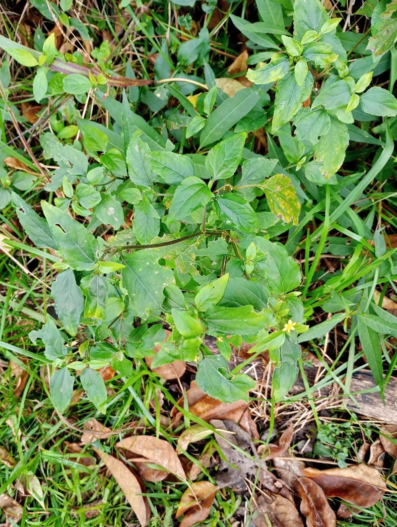 Calyptocarpus brasiliensis photo 4