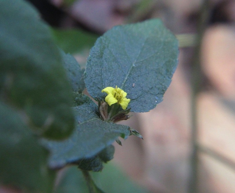 Calyptocarpus brasiliensis photo 5