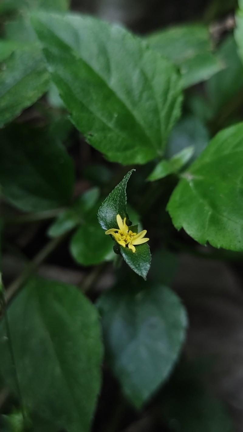 Calyptocarpus brasiliensis photo 6