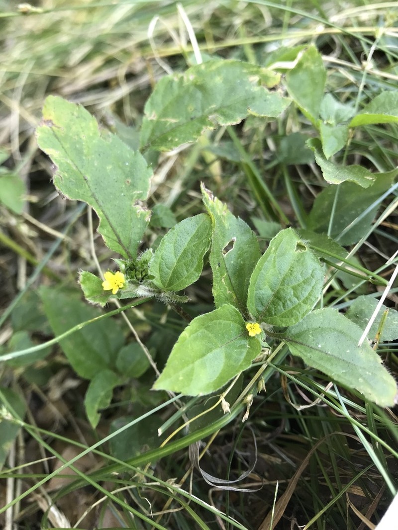 Calyptocarpus brasiliensis photo 7