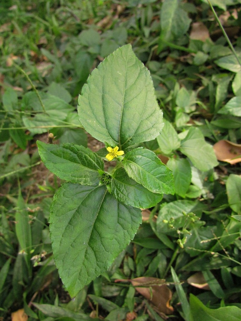 Calyptocarpus brasiliensis photo 8