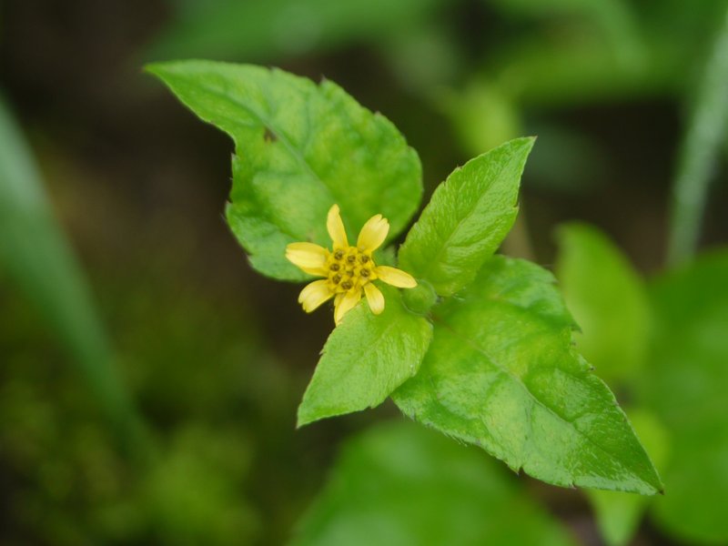 Straggler Daisy photo 2
