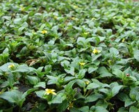 Straggler Daisy