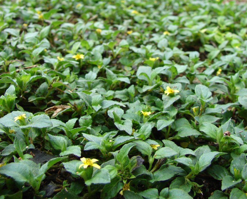 Straggler Daisy