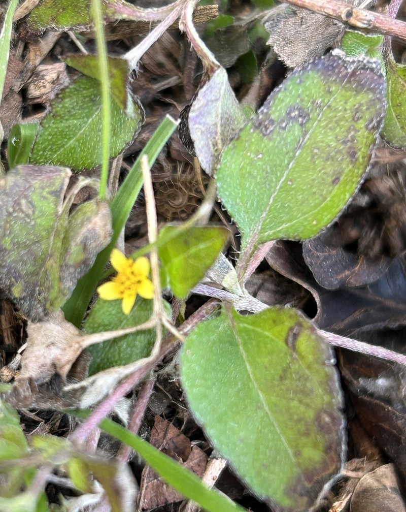 Straggler Daisy photo 3