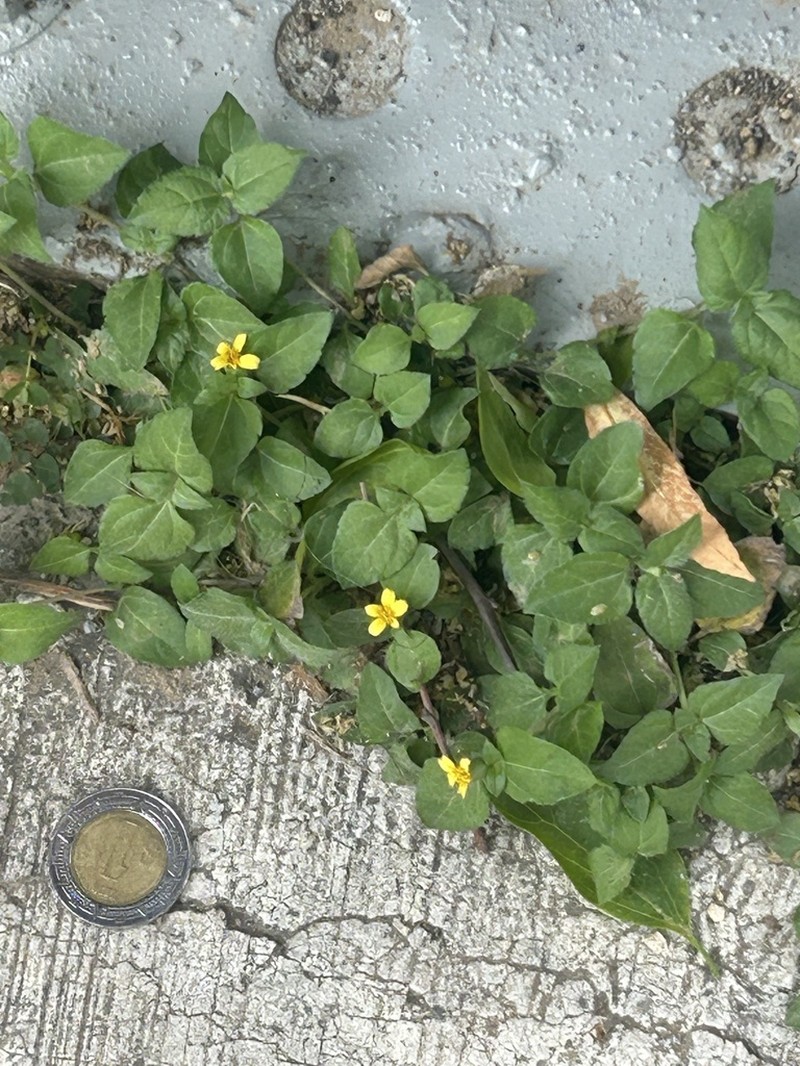 Straggler Daisy photo 4
