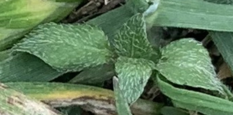 Straggler Daisy photo 5