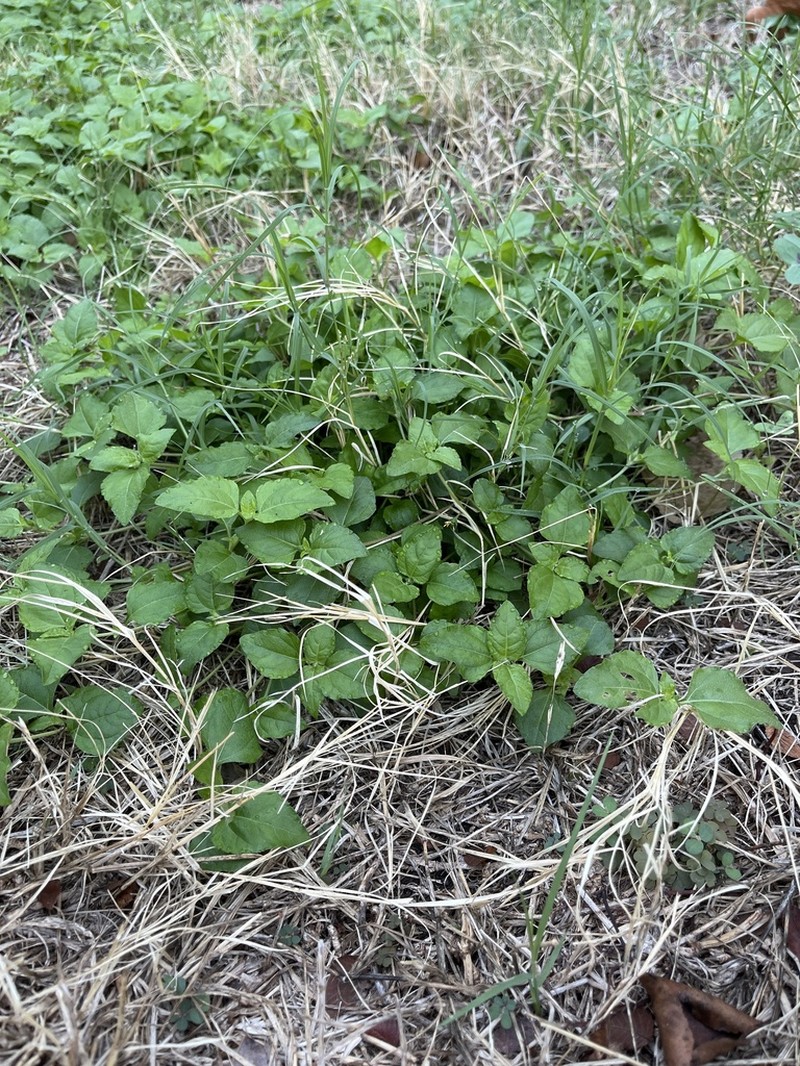 Straggler Daisy photo 7