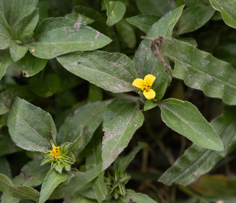 Calyptocarpus wendlandii